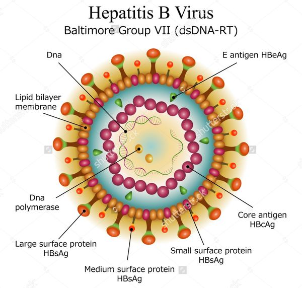 Xét nghiệm mới HBV DNA Abbott và HCV RNA Abbott