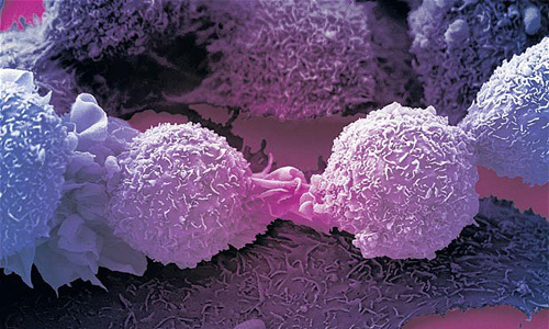 Mỹ biến tế bào ung thư thành tế bào thường